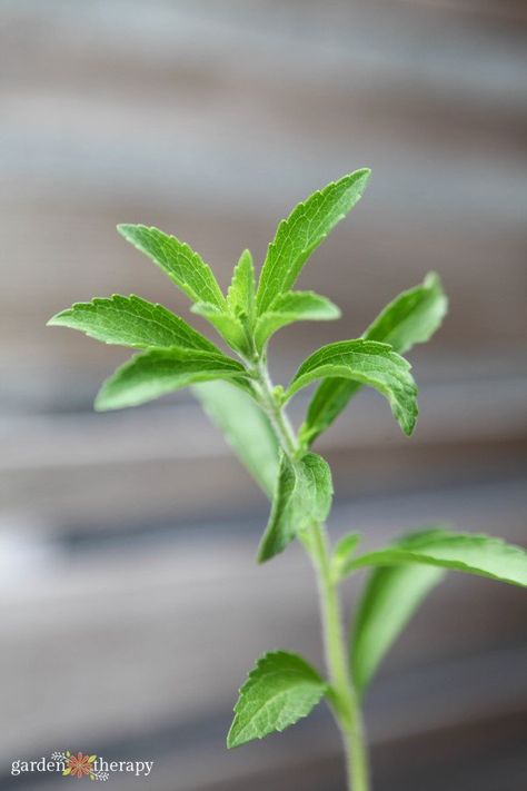 Stevia Plant: How to Grow, Harvest, and Use Stevia Leaves Herbal Guide, Stevia Recipes, Preserving Herbs, Harvesting Herbs, Edible Gardening, Stevia Plant, Garden Therapy, Vegetable Garden For Beginners, Rare Seeds