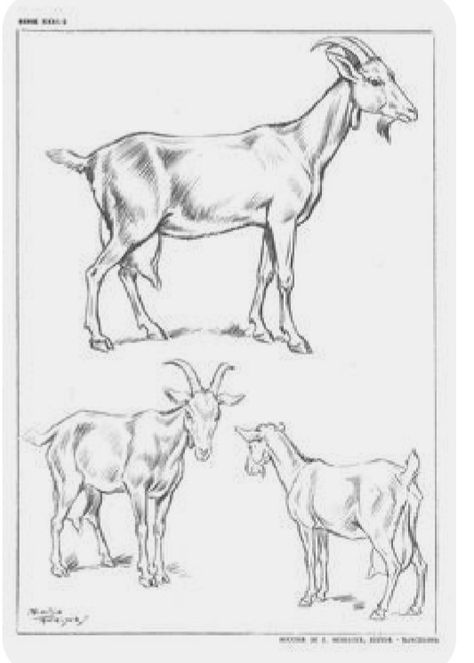 How To Draw A Goat, Goat Drawing, Animal Line Drawings, Goat Art, Wild Animals Pictures, Animal Study, Figure Sketching, One Picture, Anatomy Drawing