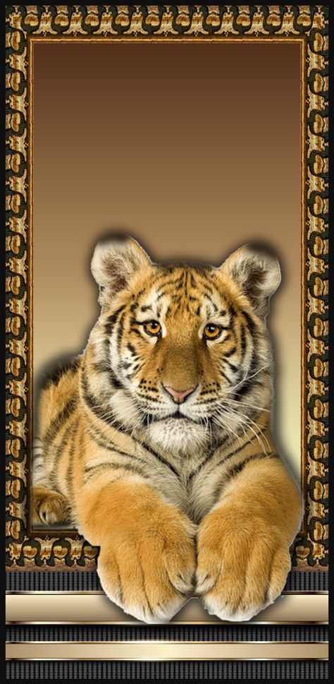 Gold Tiger Wallpaper, Animal Frame, Android Wallpaper Blue, Power Wallpaper, Archangel Metatron, Tiger Wallpaper, Lion Photography, Lions Photos, Gold Tiger