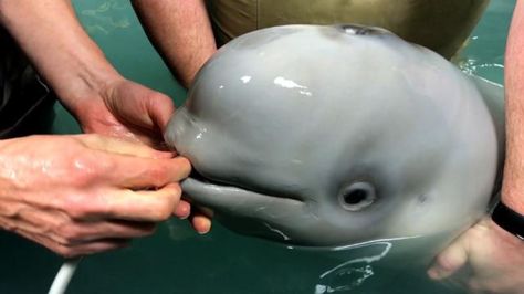 Baby Beluga, Polar Animals, Baby Whale, Beluga Whale, In Distress, Bottle Feeding, Happy Animals, Cute Creatures, Baby Dogs