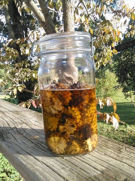 Sweet Gum Tincture - The Christian Homekeeper Sweet Gum Tincture, Sweet Gum Tree Crafts, Sweet Gum Tree, Apothecary Ideas, Medicinal Herbs Remedies, Medicine Recipes, Tinctures Recipes, Medicine Garden, Edible Weeds