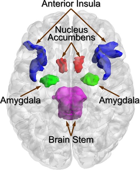 [Labus et al 2018] 2018; Food intake, metabolites, reward center. Microbiota-derived indole metabolites may influence hedonic food intake and obesity by acting on extended reward network (amygdala-nucleus accumbens circuit and the amygdala-anterior insula circuit).  http://journals.plos.org/plosone/article?id=10.1371/journal.pone.0201772 Human Health And Disease, Caudate Nucleus, Graph Theory, Nucleus Accumbens, Brain Stem, Gut Microbiota, Subjects, Circuit, Brain