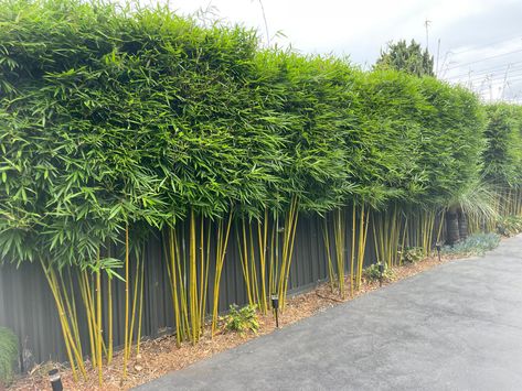 The Bamboo Jungle: Bamboo Nursery, Hedging, Privacy Screens Sydney NSW Bamboo Privacy Hedge, Bamboo Nursery, Non Invasive Bamboo, Bamboo Jungle, Bamboo Hedge, Privacy Screening, Bamboo Privacy, Privacy Hedge, Side Yards