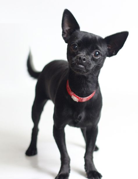 💖💖💖 Chihuahua Pictures, Chihuahua Drawing, Small Black Dog, Black Chihuahua, Dog Humor, Dog Chihuahua, Min Pin, Cute Chihuahua, Bella Twins