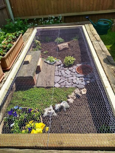 Outdoor Turtle Pond Enclosure, Garden Turtles Diy, Outside Turtle Enclosure, Red Footed Tortoise Habitat Outdoor, Diy Outdoor Tortoise Enclosure, Tortoise House Outdoor Diy, Tortoise Garden Enclosure, Diy Indoor Tortoise Enclosure, Outdoor Box Turtle Habitat