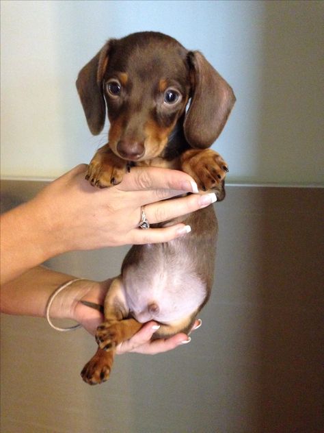 Brown and tan dachshund puppy- 8 weeks old. Love!! Winnie Dogs, Tan Dachshund, Brown Dachshund, Sausage Dogs, Doxie Dogs, Puppies And Kitties, Dachshund Gifts, Weenie Dogs, Mini Dachshund