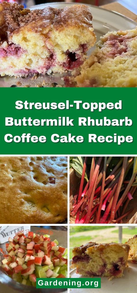 Streusel-Topped Buttermilk Rhubarb Coffee Cake Recipe Rhubarb Buttermilk Cake, Rhubarb Kuchen Recipes, Rhubarb Coffee Cake Buttermilk, Rhubarb Coffee Cake Recipes, Rhubarb Coffee Cake, How To Cook Rhubarb, Rhubarb Uses, Rhubarb Cake Recipes, Raspberry Coffee Cakes