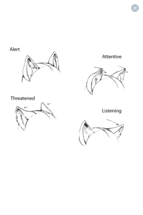 |Chien/Loup| Alert=En alerte Attentive=Attentif Threatened=Menaçant Listening=À l'écoute Art Tutor, Drawing Faces, Poses References, Digital Painting Tutorials, Cat Eyes, Guided Drawing, Anatomy Reference, Anime Drawings Tutorials, Drawing Tutorials