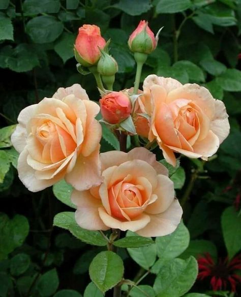 Flower Bush, Rare Roses, Rose Seeds, Perennial Shrubs, Growing Roses, Hybrid Tea Roses, Rose Bush, Peach Roses, Beautiful Rose Flowers