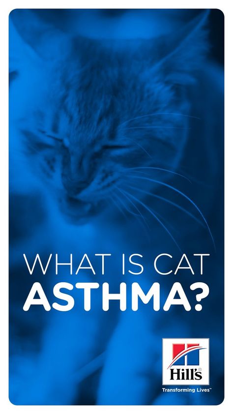 Can cats have asthma? Actually, they can. If your kitty is prone to wheezing, it might not simply be a hairball. She may be among the 1 to 5 percent of cats who develop feline asthma, according to Cornell University College of Veterinary Medicine. Keep reading to learn the signs of asthma in cats and find out how to help your wheezy kitty. Cat Asthma, Cats Health, Asthma Attack, Cat Health Problems, Cat Area, What Cat, Healthy Cat, Cat Stands, Cornell University