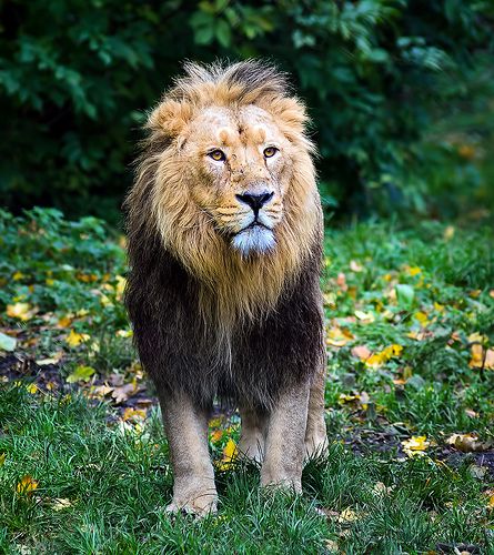 Lion Wallpapers, Lion Walking, Nature Photography Animals, Wildlife Of India, Asiatic Lion, African Cats, Animal Photography Wildlife, Cats Family, Chester Zoo