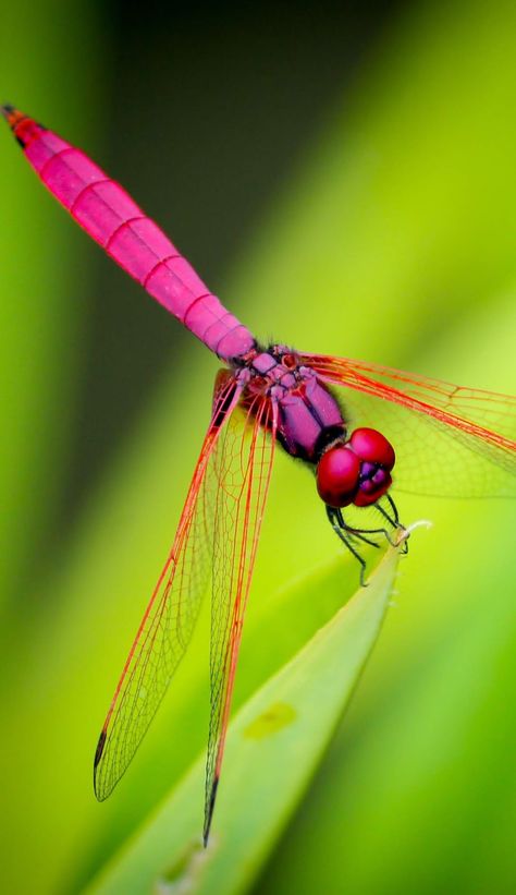 Picture of a red dragonfly.#Dragonfly #Insects #Animals Insect Pictures, Dragonfly Artwork, Dragonfly Images, Dragonfly Photography, Red Dragonfly, Dragonfly Photos, Pictures Of Insects, Dragon Flys, Cool Insects