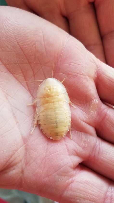 Albino Cockroach, Albino Animals, Animals