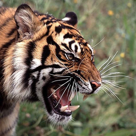 Tiger face portrait in a square | Flickr - Photo Sharing! Tiger Fotografie, Tiger Photography, Angry Tiger, Tiger Roaring, Tiger Images, Tiger Pictures, Tiger Shroff, Tiger Tiger, Siberian Tiger