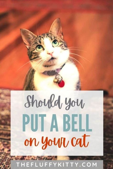 "Should I put a bell on my cat's collar?" Why or why not? We review everything to consider when deciding whether or not to add a noisy bell to your cat's collar. #catcollar #cats #catcare #cattips #catblog #petcollar Cat Collars Diy, Cat Accessories Diy, Senior Cat Care, Cats And Humans, Fluffy Kitty, Fancy Cat, Cats Toys, Cat Nutrition, Cat Nail