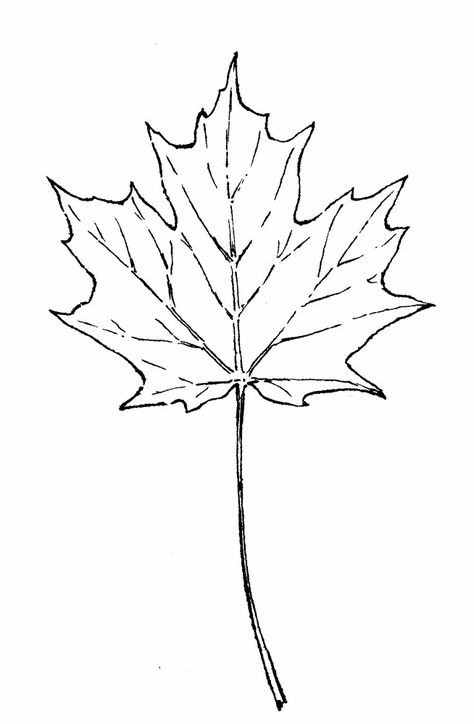 Maple Tree Drawing Simple, Maple Tree Drawing, Maple Tree Tattoo, Maple Leaf Illustration, Tree Tattoo Chest, Leaf Drawing Easy, Maple Leaf Images, Maple Leaf Drawing, Sugar Maple Tree