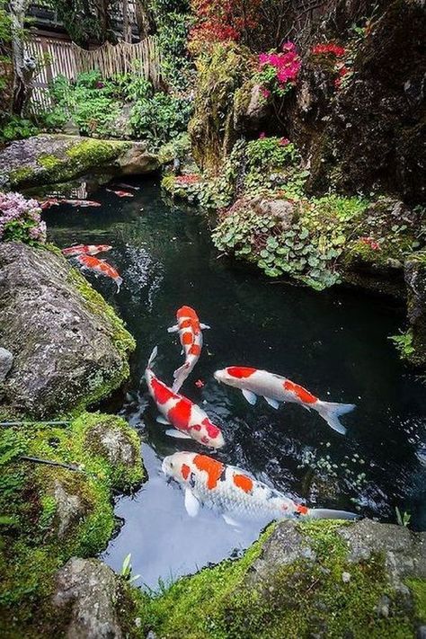 Pond Design Ideas, Big Leaf Plants, Koi Pond Design, Fish Pond Gardens, Kolam Koi, Garden Japanese, Garden Pond Design, Diy Pond, Natural Pond