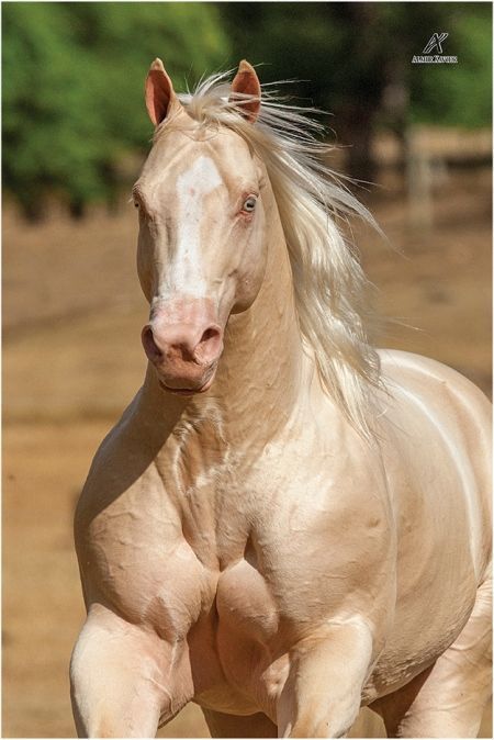 Cavalo Palomino, Ahal Teke, Aqha Stallion, Mare Horse, Horse Markings, Akhal Teke Horses, Rare Horses, Equine Portraits, Horse Anatomy