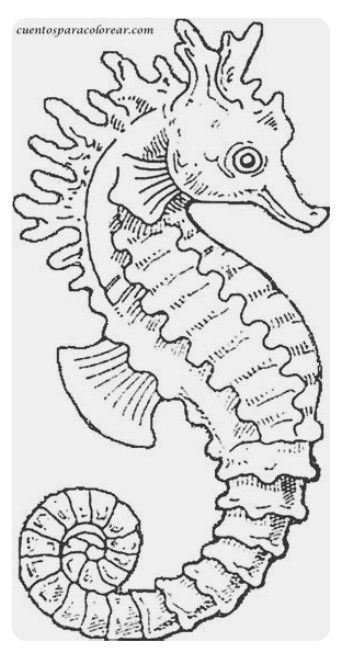 Seahorse Coloring Pages, Seahorse Image, Seahorse Art, White Drawing, Color Magic, Sea Horse, Seahorses, Coloring Pages Printable, Bas Relief