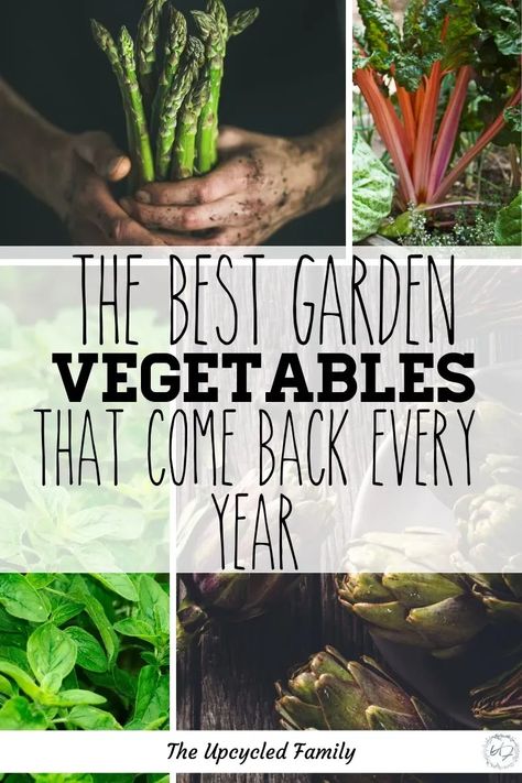 Are you new to gardening or looking for a way to maximize your garden yields without maximizing your time in the garden? Consider a perennial garden! 13 of the Best veggies (and a few herbs) to plant once and harvest for years and years to come. #perennialgarden #vegetables #perennialgardenideas #perennialgardenherbs #lowmaintenance #ideas #easy #edible #permaculturegarden #foodforestgarden Best Veggies, Food Forest Garden, Perennial Vegetables, French Country Garden, Garden Vegetables, Permaculture Gardening, Survival Gardening, Meteor Garden 2018, Luxury Garden