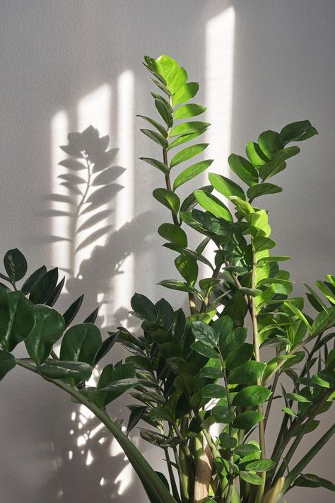 Zanzibar Plant, Indoor Green Plants, Zanzibar Gem, Low Maintenance Indoor Plants, Easy Indoor Plants, Types Of Blinds, Ikea Design, Affordable Rugs, Arched Mirror