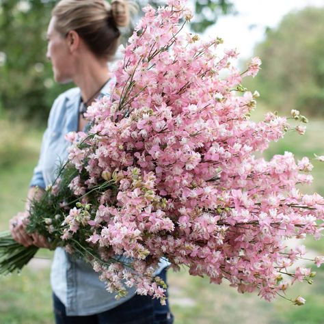 Larkspur Fancy Pink Pink Larkspur, Breadseed Poppy, Indoor Greenhouse, Seed Shop, Plant Spacing, Giant Flowers, Flower Spike, California Poppy, Fall Plants