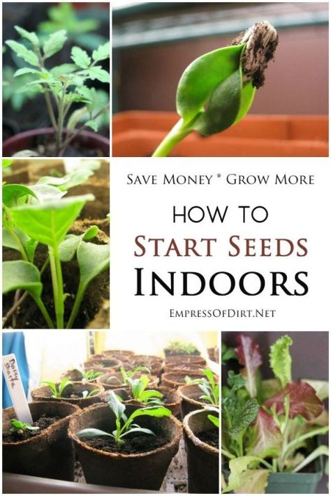 How to start seeds indoors - save money and grow whatever you like! Growing Vegetables From Seeds, Start Seeds Indoors, Seedlings Indoors, Starting Seeds, Starting Seeds Indoors, Indoor Vegetable Gardening, Home Vegetable Garden, Seasonal Garden, Unique Gardens