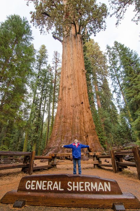 What a view! Gazing up at the General Sherman Tree, the largest tree in the world! General Sherman Tree, Yosemite Sequoia, Sequoia National Park Camping, Sequoia National Park California, California Road Trip Itinerary, General Sherman, Yosemite Trip, California Road Trip, Yosemite Park