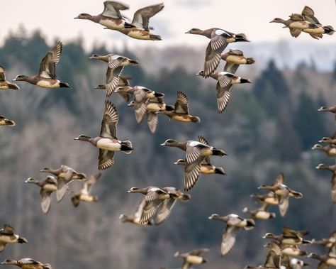 A flock of ducks flying in the same direction with an out of focus landscape in the background. Ducks Flying, Flying Ducks, The Wild Robot, Luxury Travel Destinations, Duck Hunter, Wood Ducks, Out Of Focus, The Wing, A Duck