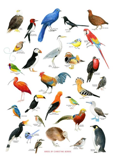 Nineteenth issue of Frrresh, the online visual arts magazine Science Prints, Bird Identification, Natural Science, Bird Theme, Nature Birds, Bird Pictures, Exotic Birds, Tropical Birds, Bird Drawings