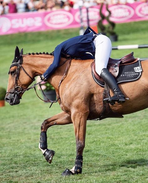 Eventing Aesthetic, Show Jumping Aesthetic, Hunter Jumper Horses, Show Jumping Horses, Equestrian Aesthetic, Cute Horse Pictures, Beautiful Horse Pictures, Horse Boarding, Horse Aesthetic