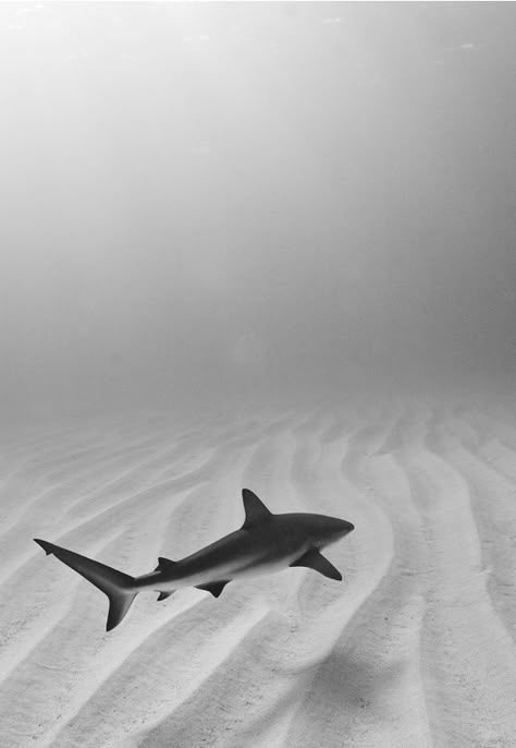 / Shark Art, Reef Shark, Shark Week, Ocean Creatures, Ocean Animals, Underwater Photography, In The Ocean, Underwater World, Ocean Life