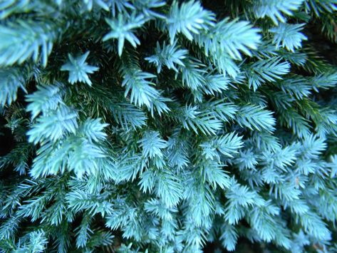 Juniperus squamata 'Blue Star' (Blue Star Juniper) | North Carolina Extension Gardener Plant Toolbox Juniperus Squamata, Juniper Plant, Blue Star Juniper, Blue Juniper, Best Companion Plants, Companion Plants, Giant Tree, Perennial Shrubs, Dusty Miller