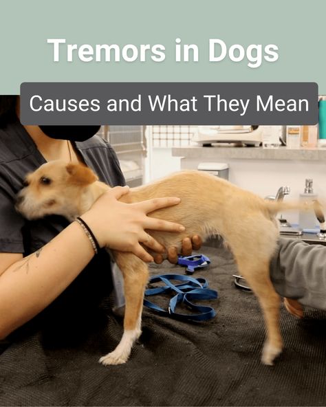 Tremors in Dogs: Causes and What They Mean | Southeast Veterinary Neurology Veterinary Neurology, Veterinary Anatomy, Spinal Surgery, Physical Rehabilitation, Cerebrospinal Fluid, Metabolic Disorders, Magnetic Resonance Imaging, Brain Surgery, Muscle Contraction