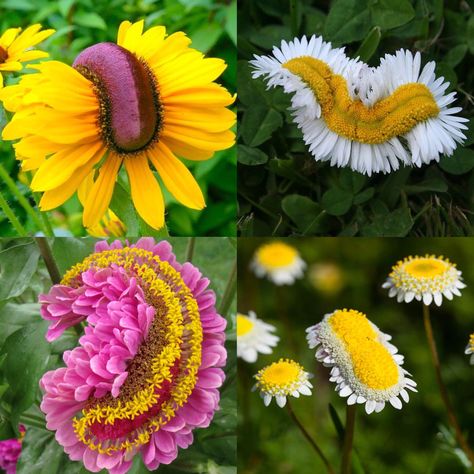 Genetic Mutation, Chernobyl, Growing Tree, Genetic, Plant Life, What Is Life About, Fascinator, Beautiful Nature, Art Inspo