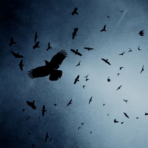 Crooked Kingdom, Raven Queen, Crows Ravens, Leigh Bardugo, Six Of Crows, Dark Photography, Character Aesthetic, White Aesthetic, Crows