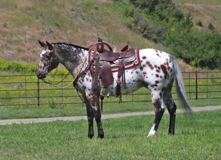 Appaloosa Gelding For Sale In Montana - Docs On A High - MyHorseForSale.com Equine Classifieds Peacock Appaloosa, Ranch Horse, Horses For Sale Near Me, Appaloosa Horses For Sale, Appaloosa Paint Horse, Varnish Appaloosa, Semi Leopard Appaloosa, Ranch Riding, Sorrel Peacock Leopard Appaloosa