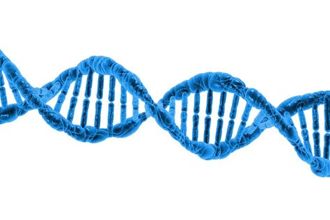 For the benefit of those parts of the world where public acceptance of biotechnology is incomplete, a public relations blitz is at full tilt. It concerns an emerging set of methods for altering the DNA of living organisms. "Easy DNA Editing Will Remake the World. Buckle Up"; "We Have the Technology to Destroy All Zika Mosquitoes"; and "CRISPR: gene editing is just the beginning." (CRISPR is short for CRISPR/cas9, which is short for Clustered Regularly-Interspaced Short Palindromic Repeats/CR... Dna Architecture, Dna Helix, Dna Sequence, Ancestry Dna, Genetic Testing, E Mc2, Dna Test, Biotechnology, Pompeii