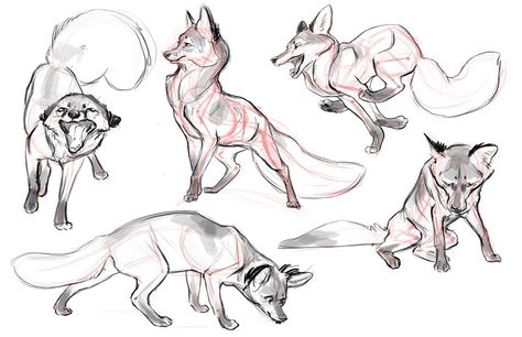 Claire Gary Artic Fox Drawings, Fox Nose, Swag Guys, Jaw Cooper, Animal Oc, Cat Sketches, Animals Sketch, Fox Sketch, Canine Drawing