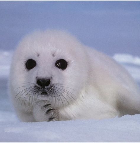 #animal #animals #pet #pets #cute #seal #seals #arcticseal Aquatic Mammals, Harp Seal Pup, Baby Harp Seal, Harp Seal, Cute Seals, Seal Pup, Baby Seal, Silly Animals, Animal Sketches