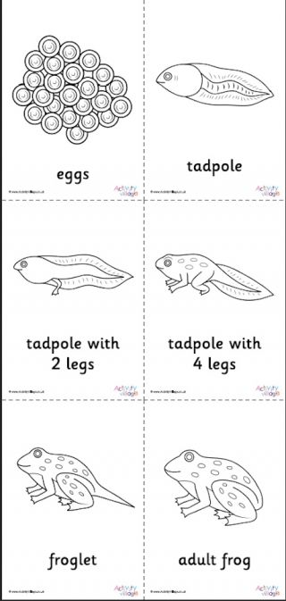 Frog Life Cycle Colouring Page Frog Life Cycle Printable, Frog Life Cycle Craft, Frog Life Cycle Activities, Life Cycle Of A Frog, Cycle Drawing, Frog Activities, Frog Life Cycle, Life Cycle Craft, Life Cycles Activities