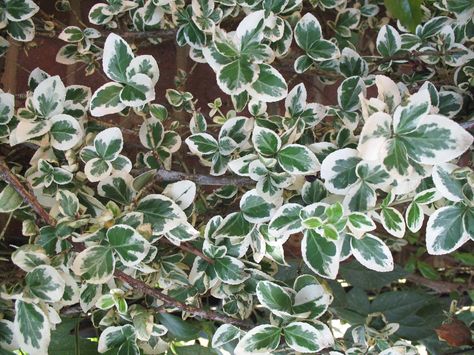 Euonymus fortunei 'Variegata'   / Variegated Wintercreeper Euonymus - OnlinePlantGuide.com 3353 Wintercreeper Euonymus, Winter Creeper, Creeping Ground Cover, Euonymus Fortunei, Pot Gardening, Plant Guide, Zone 5, Climbing Vines, The Soil