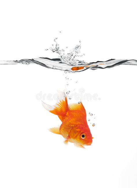 Splash Water Photography, Fish Splashing Out Of Water, Fish Jumping Out Of Water Painting, Jumping Fish, Big Splash, Pet Fish, Gold Fish, Creative Icon, Air Bubbles