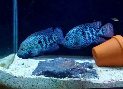 Carpintis cichlid sometimes referred to as electric blue texas cichlids Keyhole Cichlid, Severum Cichlid, American Cichlid, Cichlid Aquarium, Cichlid Fish, Lake Tanganyika, Tropical Aquarium, Freshwater Aquarium Fish, Live Aquarium