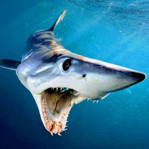 Shark Party Food Ideas, Shark Party Food, Shark Party Foods, Food Ideas To Make, Shortfin Mako Shark, Shark Craft, Shark Facts, Shark Photos, Ocean Adventure