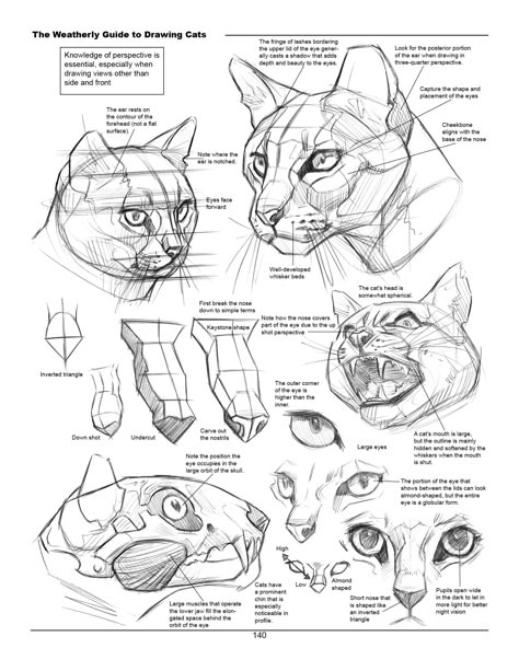 Joe Weatherly - Book - The Weatherly Guide to Drawing Cats How To Draw Cats, Feline Anatomy, Draw Cats, Cat Drawing Tutorial, Cats Art Drawing, Cat Anatomy, Drawing Examples, Arte Van Gogh, Cat Sketch