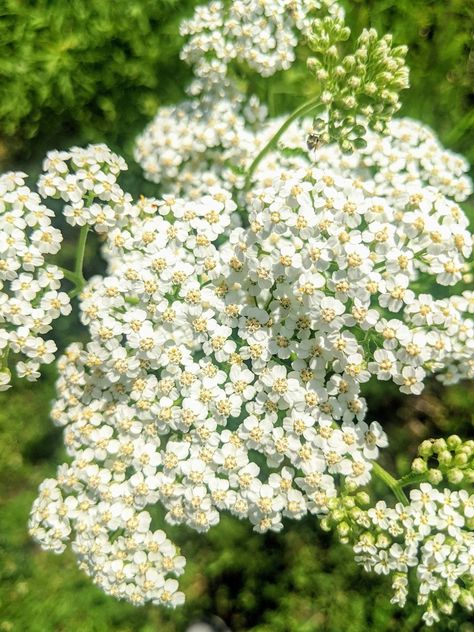 Yarrow Yarrow Aesthetic, Fennel, Wild Flowers, Grapes, Quick Saves