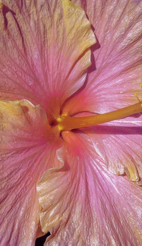 Calypso Aesthetic, Coco Calypso, Y2k Profile Picture, Nike Wallpaper, Iphone Wallpaper Photos, Iphone Wallpaper Themes, Flower Therapy, Paint Background, Hawaiian Flowers