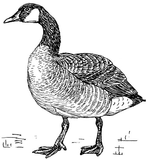 Geese Illustration, Goose Drawing, Goose Tattoo, Wild Geese, Canadian Goose, Engraving Illustration, Bird Coloring Pages, Flat Vector, Bird Drawings