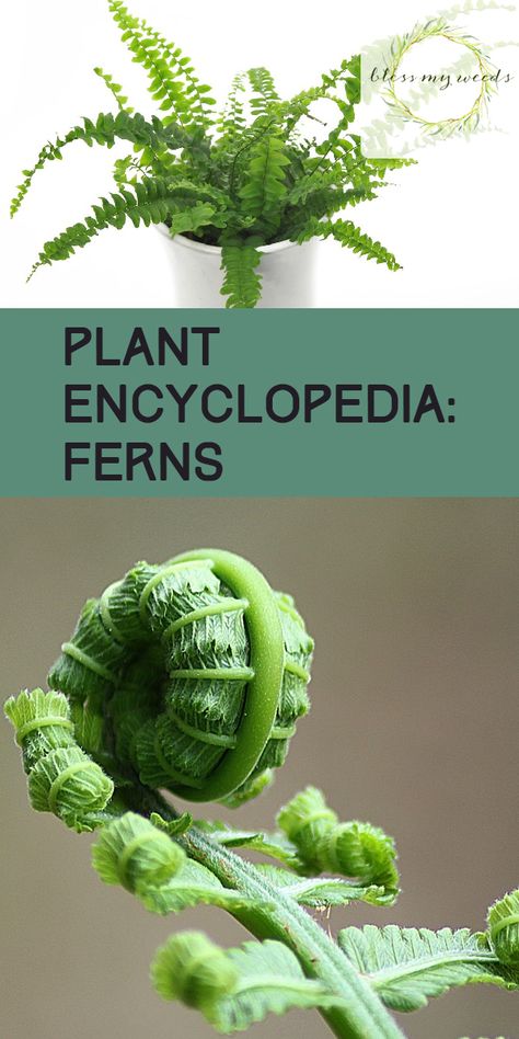 Ferns Plant, Mini Hostas, Inside Gardening, Rabbit Foot Fern, Gardening Inside, Horticulture Therapy, Fern Care, Indoor Ferns, Saving Seeds